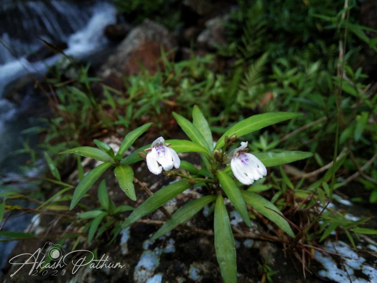 Justicia hookeriana (Nees) T.Anderson